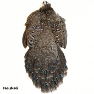 Grey Peacock Pheasant for fly tying