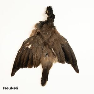 Common Myna - Skin