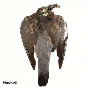 Common Wood Pigeon - Skin